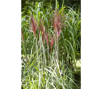 Miscanthus sinensis 'Pünktchen' Miscanthus sinensis 'Pünktchen'