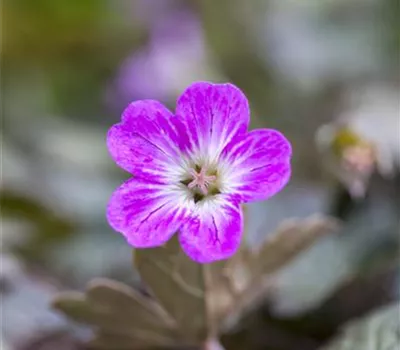 Geranium Hybr. 'Orkney Cherry' Geranium Hybr. 'Orkney Cherry'
