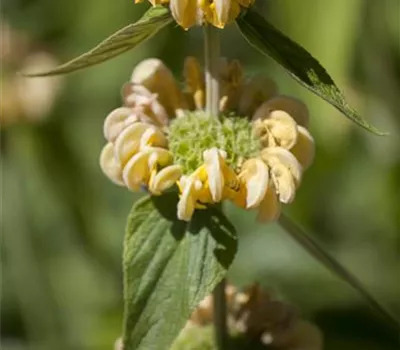 Phlomis russeliana Phlomis russeliana
