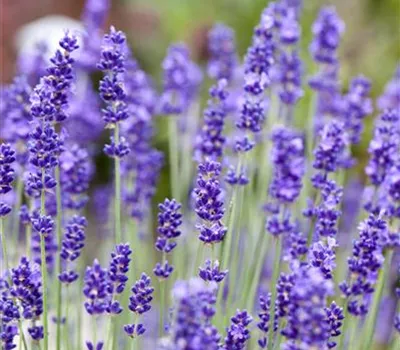 Lavandula angustifolia 'Beate' Lavandula angustifolia 'Beate'