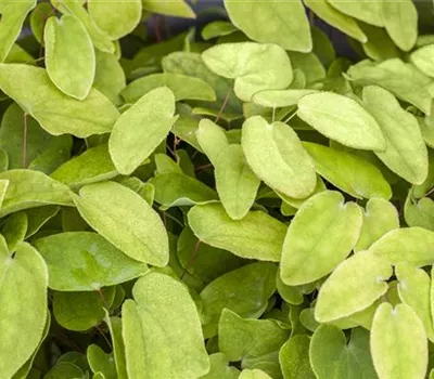 Epimedium x rubrum Epimedium x rubrum