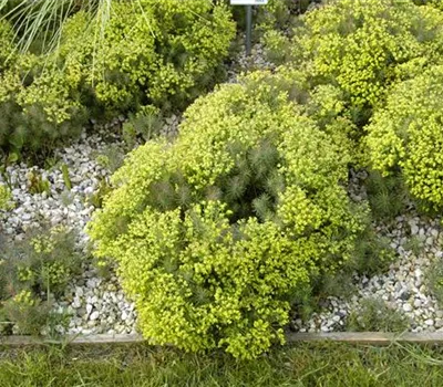 Euphorbia cyparissias 'Fens Ruby' Euphorbia cyparissias 'Fens Ruby'