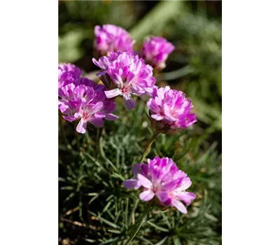Armeria juniperifolia Armeria juniperifolia