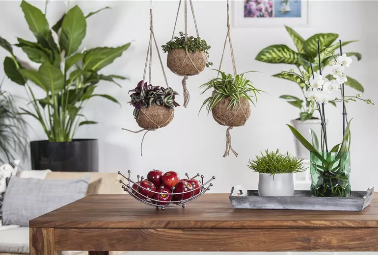 Chlorophytum comosum