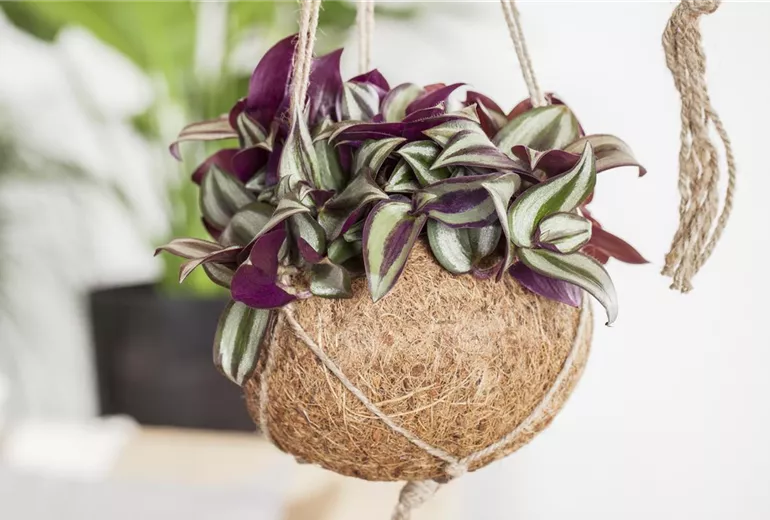 Tradescantia zebrina