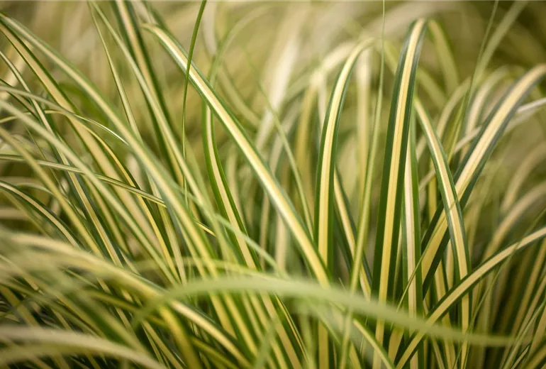 Carex oshimensis 'Evergold'