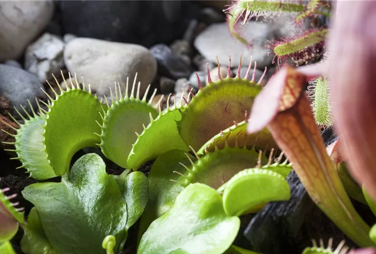 Dionaea