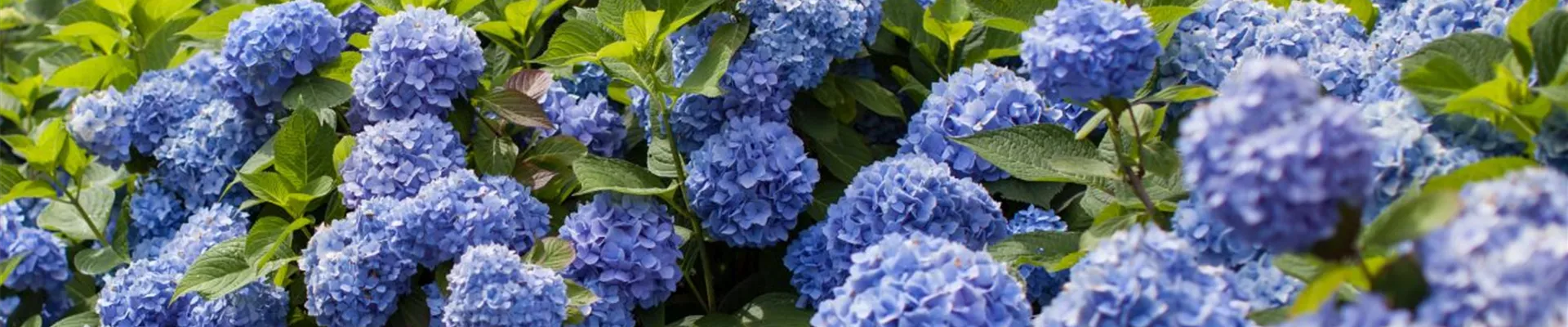 Hortensie_Endless_Summer'The_Original_am_Haus'Post_6[1]