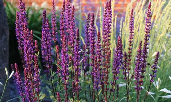 Salvia ne Caradonna (4).JPG