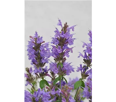 Agastache Hybr. 'Apadana Blue' Agastache Hybr. 'Apadana Blue'