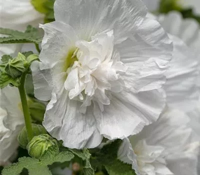 Alcea rosea 'Pleniflora White' Alcea rosea 'Pleniflora White'