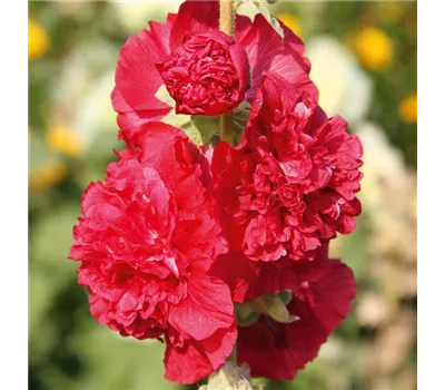 Alcea rosea 'Pleniflora Scarlet' Alcea rosea 'Pleniflora Scarlet'