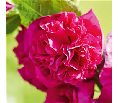 Alcea rosea 'Pleniflora Violet' Alcea rosea 'Pleniflora Violet'