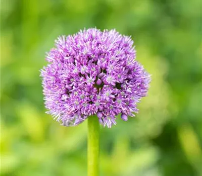 Allium Hybr. 'Globemaster' Allium Hybr. 'Globemaster'