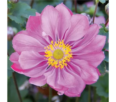 Anemone hupeh. 'Alando Double Rose' Anemone hupeh. 'Alando Double Rose'