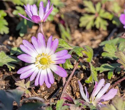 Anemone blanda 'Pink Star' Anemone blanda 'Pink Star'