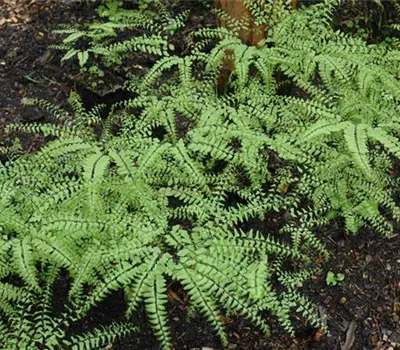 Adiantum pedatum 'Imbricatum' Adiantum pedatum 'Imbricatum'