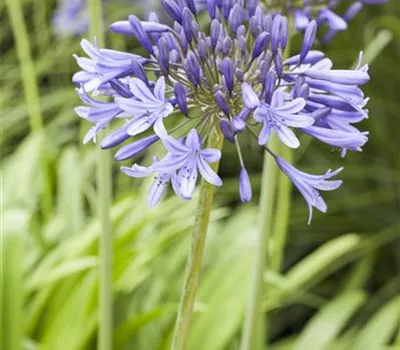 Agapanthus Hybr.'Peter Pan' Agapanthus Hybr.'Peter Pan'