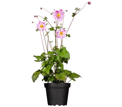 Anemone hupeh. 'Little Breeze Pink' -R- Anemone hupeh. 'Little Breeze Pink' -R-