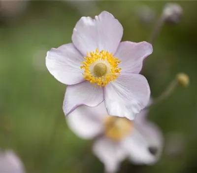 Anemone japonica 'Pretty Lady Emily' -R- Anemone japonica 'Pretty Lady Emily' -R-