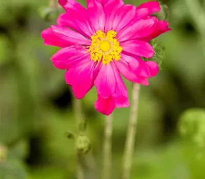 Anemone Japonica-Hybr.'Bressingham Glow' Anemone Japonica-Hybr.'Bressingham Glow'