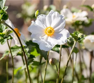 Anemone Japonica-Hybr.'Honorine Jobert'