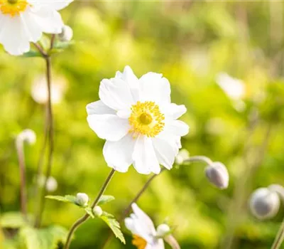 Anemone Japonica-Hybr.'Whirlwind'