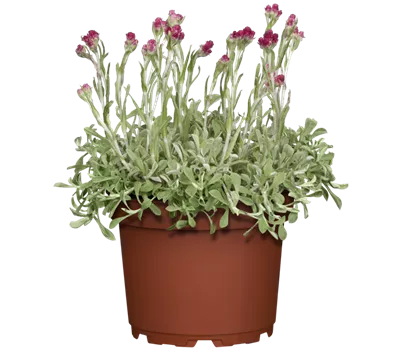 Antennaria dioica 'Rotes Wunder' Antennaria dioica 'Rotes Wunder'