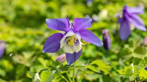 Aquilegia caerulea 'Spring Magic® Navy & White'