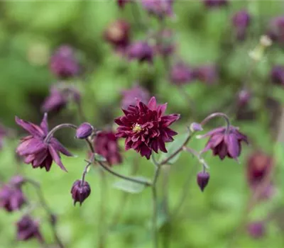 Aquilegia vulgaris 'Black Barlow' Aquilegia vulgaris 'Black Barlow'