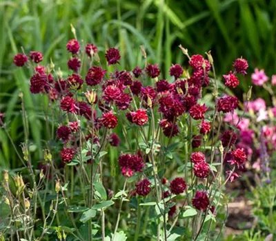 Aquilegia vulgaris 'Bordeux Barlow' Aquilegia vulgaris 'Bordeux Barlow'