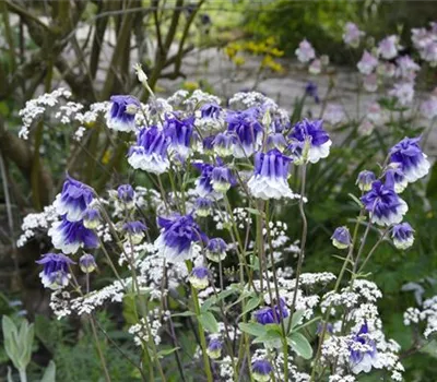 Aquilegia vulgaris 'Christa Barlow' Aquilegia vulgaris 'Christa Barlow'
