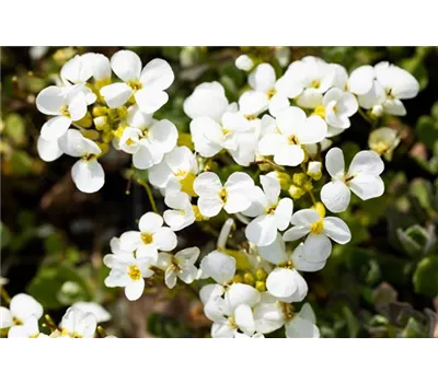 Arabis caucasica 'Little Treasure White' Arabis caucasica 'Little Treasure White'