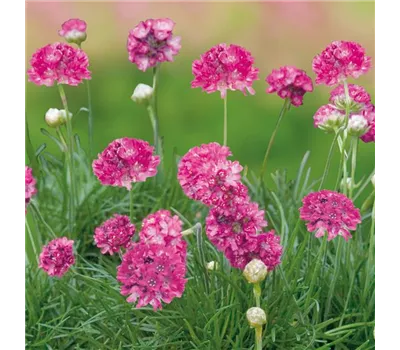 Armeria maritima 'Morning Star Rose' Armeria maritima 'Morning Star Rose'