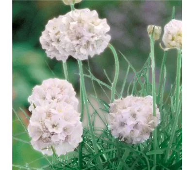 Armeria maritima 'Morning Star White' Armeria maritima 'Morning Star White'