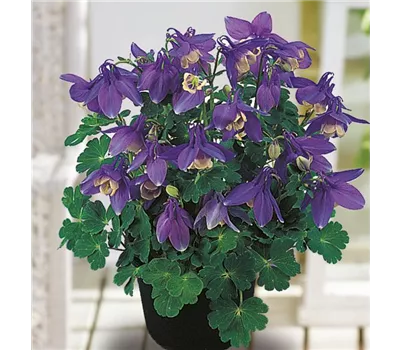 Aquilegia Flab.-Hybr.'Cameo Blue and White' Aquilegia Flab.-Hybr.'Cameo Blue and White'