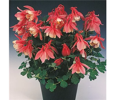 Aquilegia Flab.-Hybr.'Cameo Rosé and White' Aquilegia Flab.-Hybr.'Cameo Rosé and White'