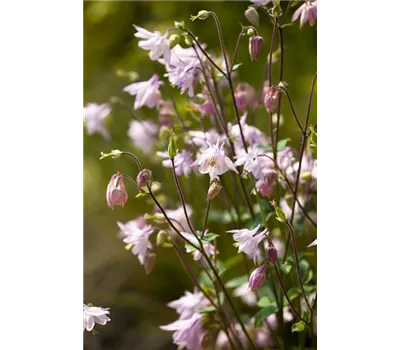 Aquilegia vulgaris 'Pink Barlow' Aquilegia vulgaris 'Pink Barlow'
