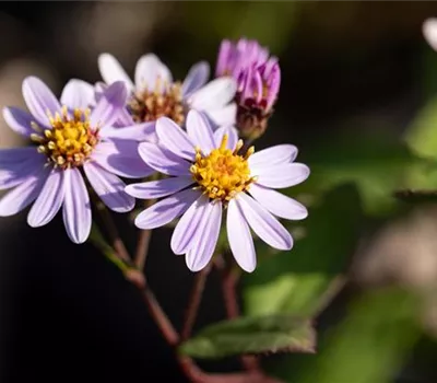 Aster ageratoides 'Adustus Nanus' Aster ageratoides 'Adustus Nanus'