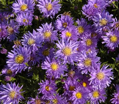Aster alpinus 'Antje' Aster alpinus 'Antje'