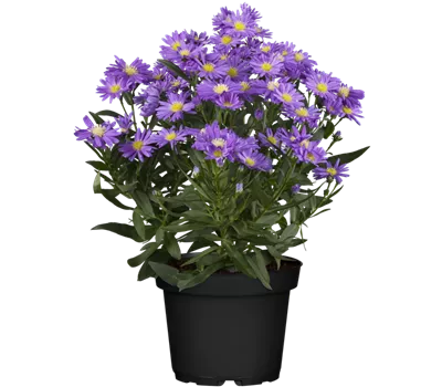 Aster amellus 'Butzemann' Aster amellus 'Butzemann'