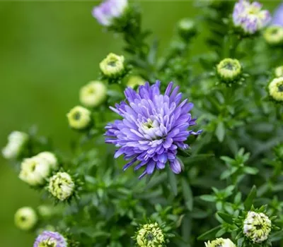 Aster Dum.-Hybr.'Aqua Compact' Aster Dum.-Hybr.'Aqua Compact'