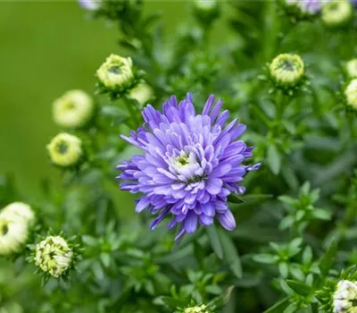 Aster Dum.-Hybr.'Azurit' Aster Dum.-Hybr.'Azurit'