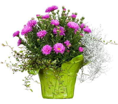 Aster Dum.-Hybr.'Granat' Aster Dum.-Hybr.'Granat'