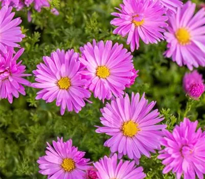 Aster Dum.-Hybr.'Herbstgruß v.Bresserhof'