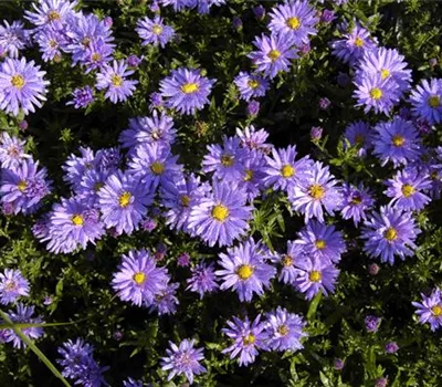 Aster Dum.-Hybr.'Prof.Anton Kippenberg' Aster Dum.-Hybr.'Prof.Anton Kippenberg'
