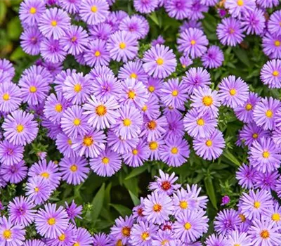Aster Dum.-Hybr.'Purple Diamond'