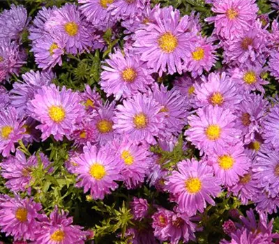 Aster Dum.-Hybr.'Rose Crystal'