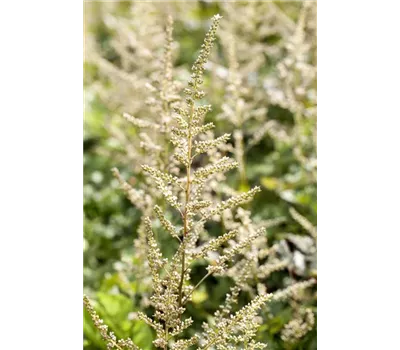 Astilbe Arendsii-Hybr.'Brautschleier' Astilbe Arendsii-Hybr.'Brautschleier'