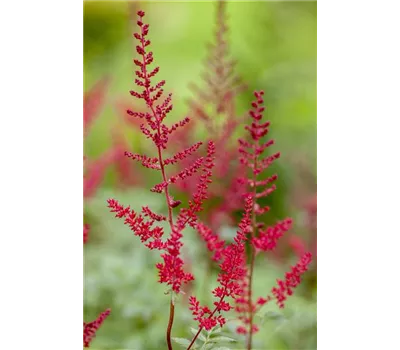 Astilbe Arendsii-Hybr.'Paul Gaarder' Astilbe Arendsii-Hybr.'Paul Gaarder'